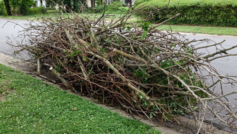Branch Removal