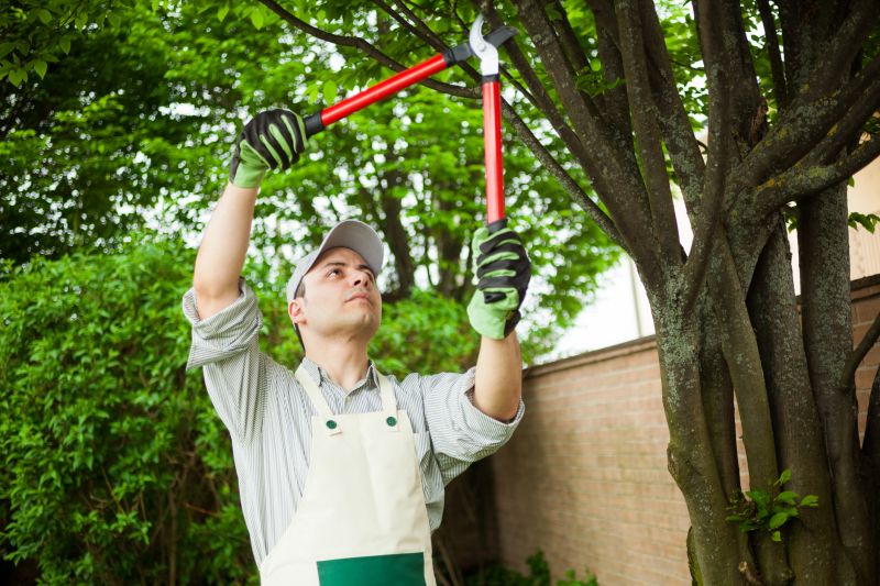Branch Removal