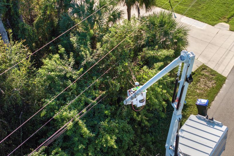 Tree Trimming Near Power Lines