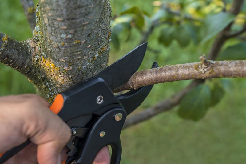 Professional Tree Cutting Equipment