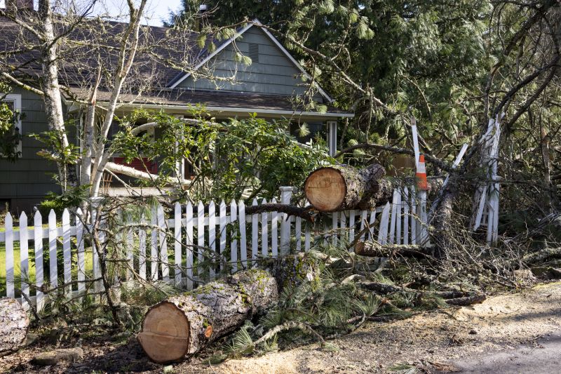 Fallen Tree on Driveway