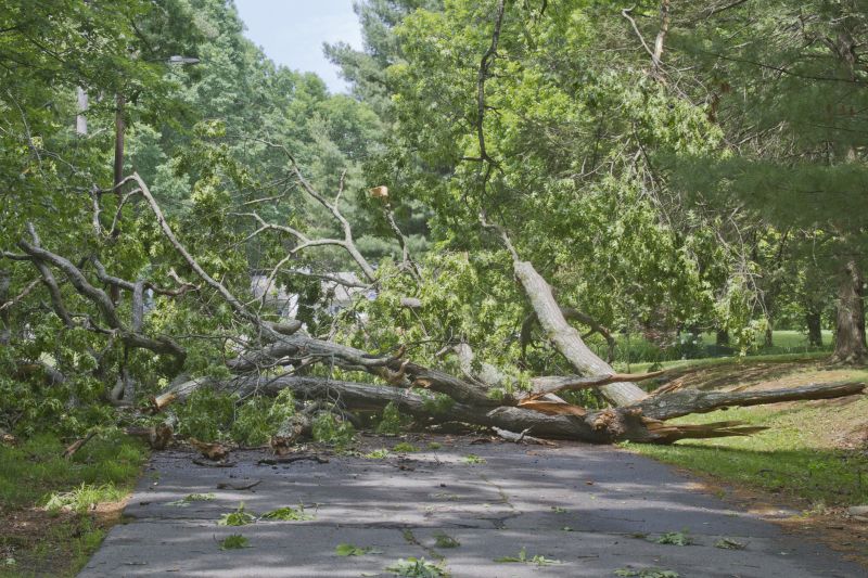 Fallen Tree in Yard