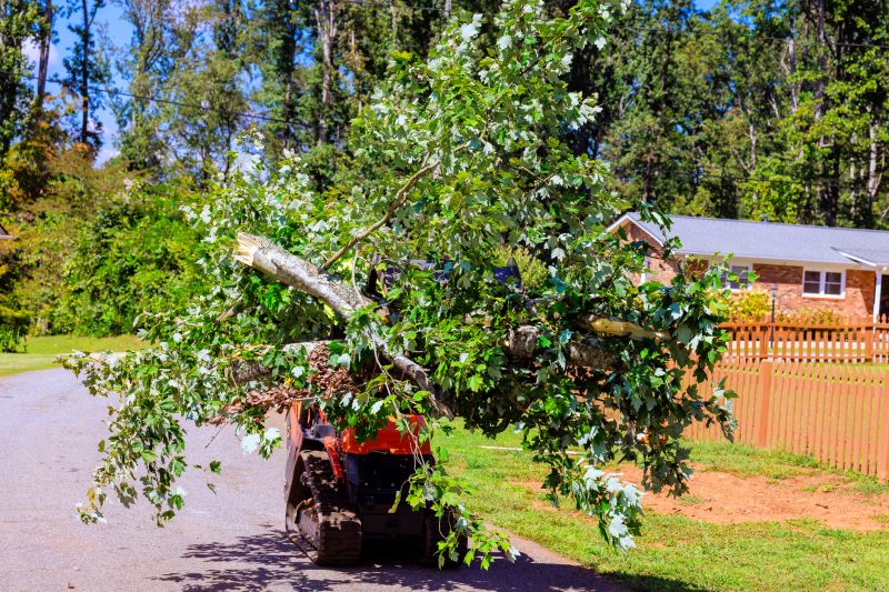 Tree Service in Bucks County, PA