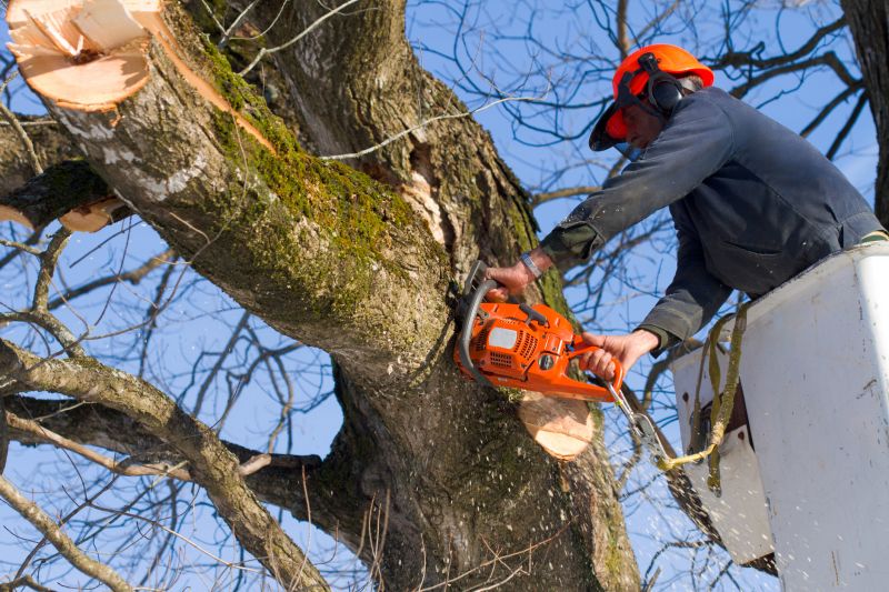 Tree Service Equipment